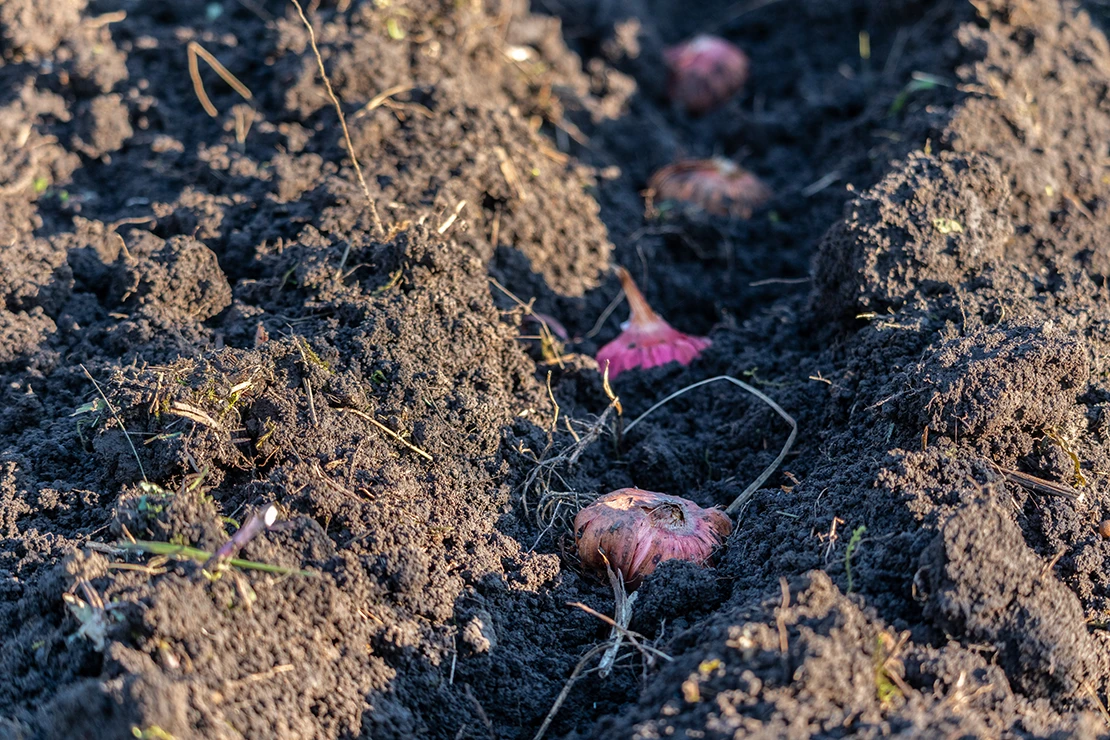 Mehrere Gladiolenzwiebeln wurden in eine gezogene Rille im Erdboden gepflanzt.Die pinkfarbenen Zwiebeln sind halb mit Erde bedeckt, ihre Spitze ragt aus dem Erdboden heraus. [Foto: AdobeStock_Serge]