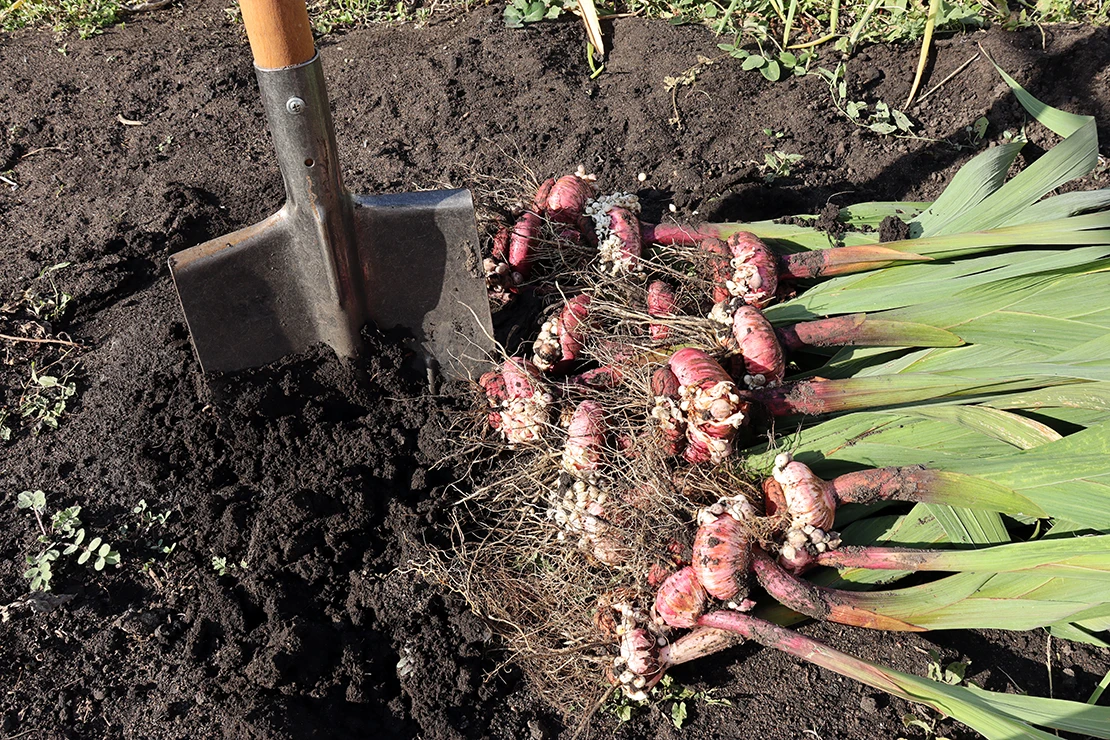 Gladiolen: Das Bild zeigt mehrere ausgegrabene Gladiolenzwiebeln, die gerade mit einem Spaten aus dem Erdboden gehoben wurden. Die Gladiolen liegen gestapelt mit ihren noch grünen Stängeln am rechten Bildrand, der verwendete Spaten steckt links daneben in der Erde. Zu sehen ist auch ein Teil des Holzgriffes. [Foto: AdobeStock_Natalia]