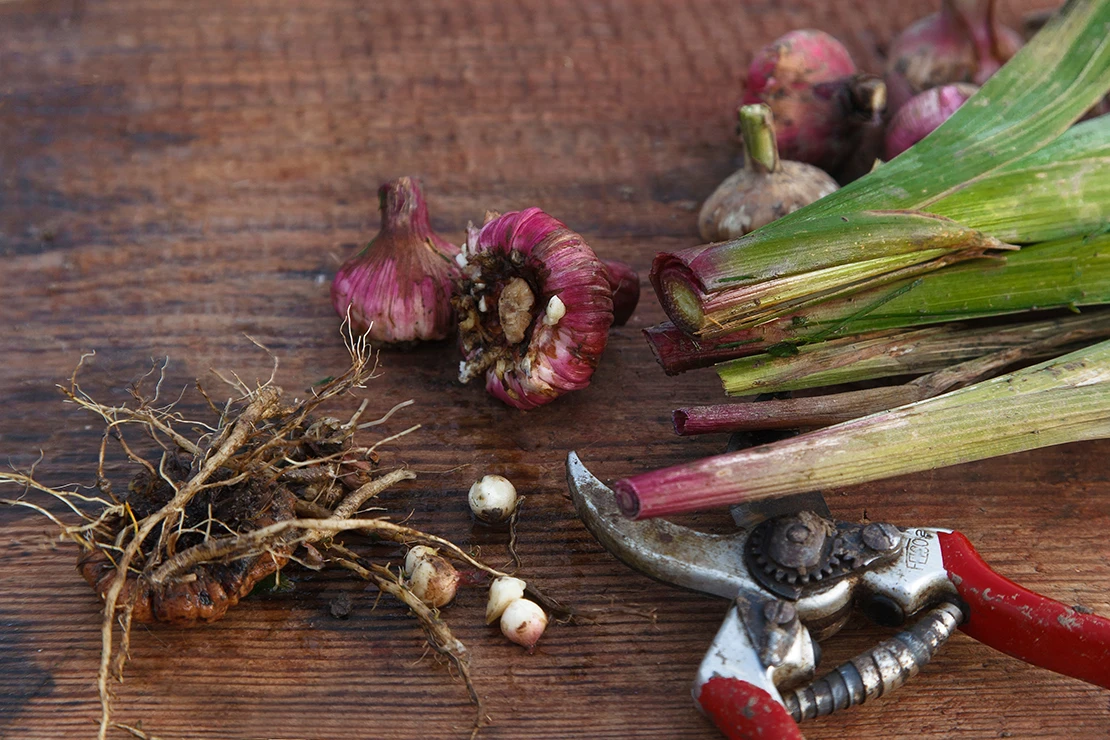 Gladiolen: Das Bild zeigt die Vorbereitung von Gladiolenzwiebeln für die Lagerung im Winter. Auf einer hölzernen Arbeitsfläche liegen einige Gladiolenzwiebeln, rechts daneben die grünen, abgetrennten Stängel. Am rechten Bildrand liegt eine Gartenschere mit roten Griffen. [Foto: AdobeStock_Vera.FoodandGarden]