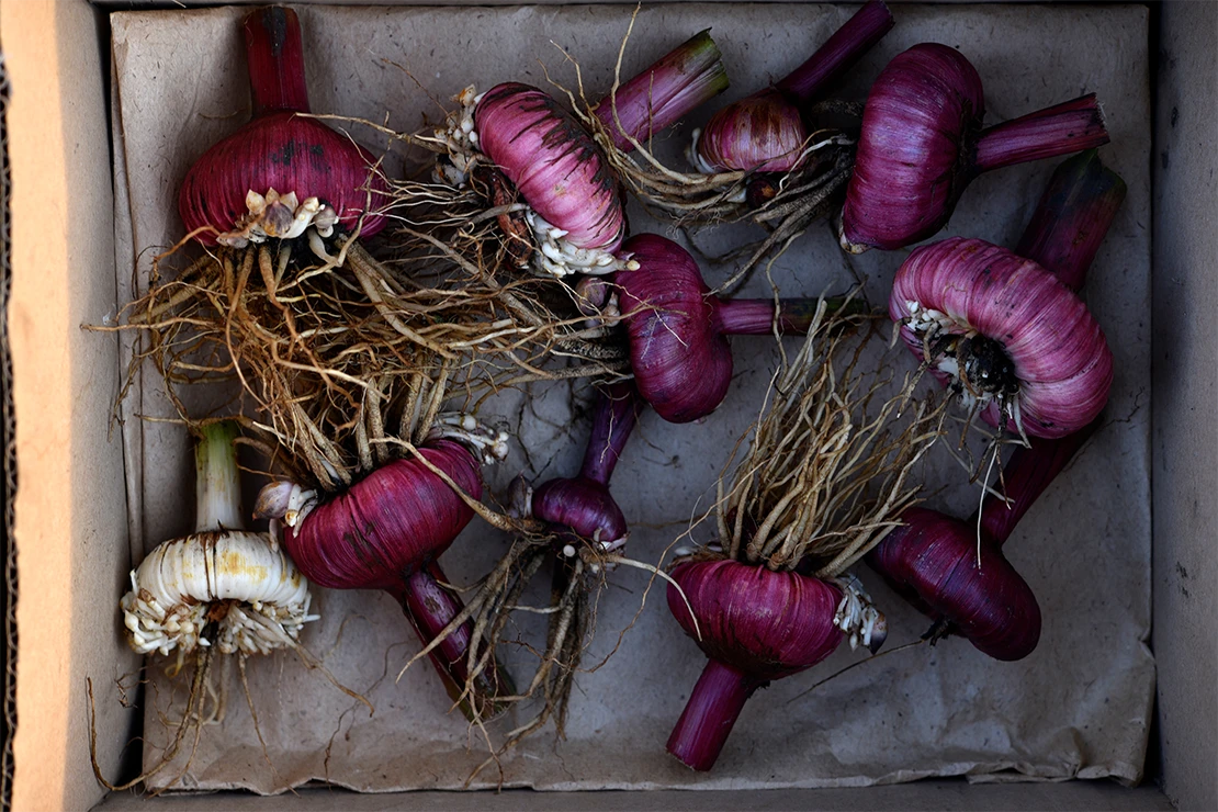 Das Bild zeigt mehrere Gladiolenzwiebeln, die mit einem braunen Vliesstoff ausgelegt ist. Die Zwiebeln sind rötlich-violett gefärbt und besitzen kurze braune Wurzeln. Die Triebe wurden mit einer Schere eingekürzt. [Foto: AdobeStock_Lushchikov Valeriy]