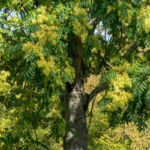 Blick auf den Stamm und die Krone eines Götterbaums. Er trägt gefiederte Blätter und zahlreiche Samenstände. Foto: AdobeStock_Marc