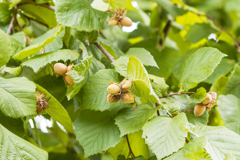 Haselnuss: Zier- und Kultursorten pflanzen und pflegen | GartenFlora