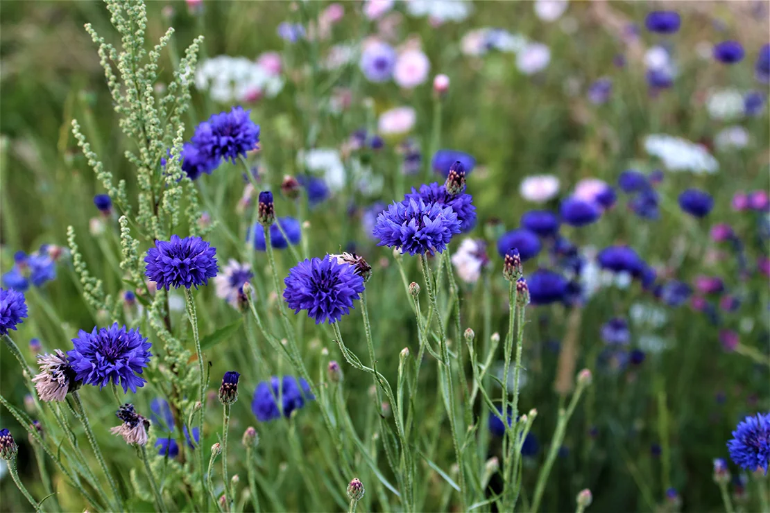 Blau gefüllte Kornblumen wachsen auf einer wilden Blumenwiese. Foto: AdobeStock_Luise123