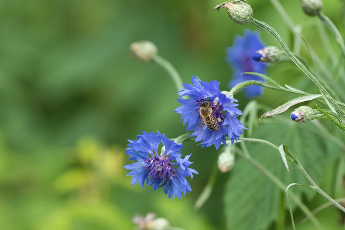 Eine Kornblume mit drei blauen Blüten und teilweise noch geschlossenen Blütenknospen. Eine Biene sitzt in der mittleren Blüte. Foto: AdobeStock_Martin