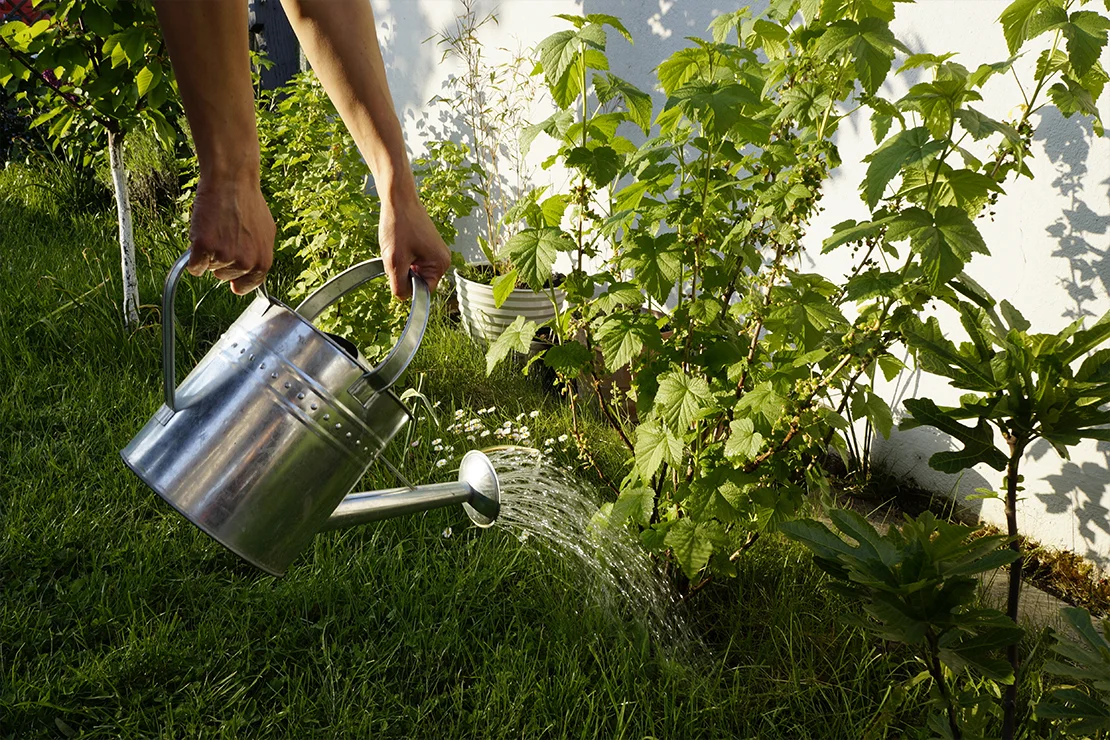 Eine Person gießt Johannisbeersträucher mit einer Zinngießkanne. Die Sträucher wachsen vor einer weißen Hauswand. Foto: AdobeStock_