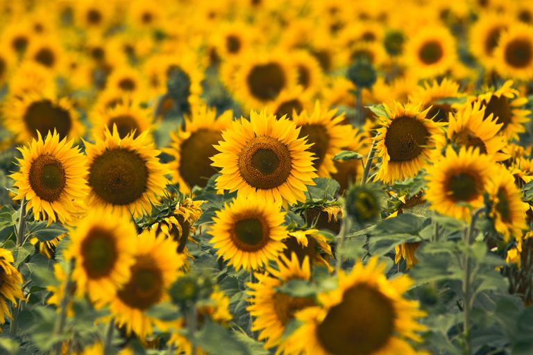 Sonnenblumen säen, vorziehen und Samen ernten | GartenFlora