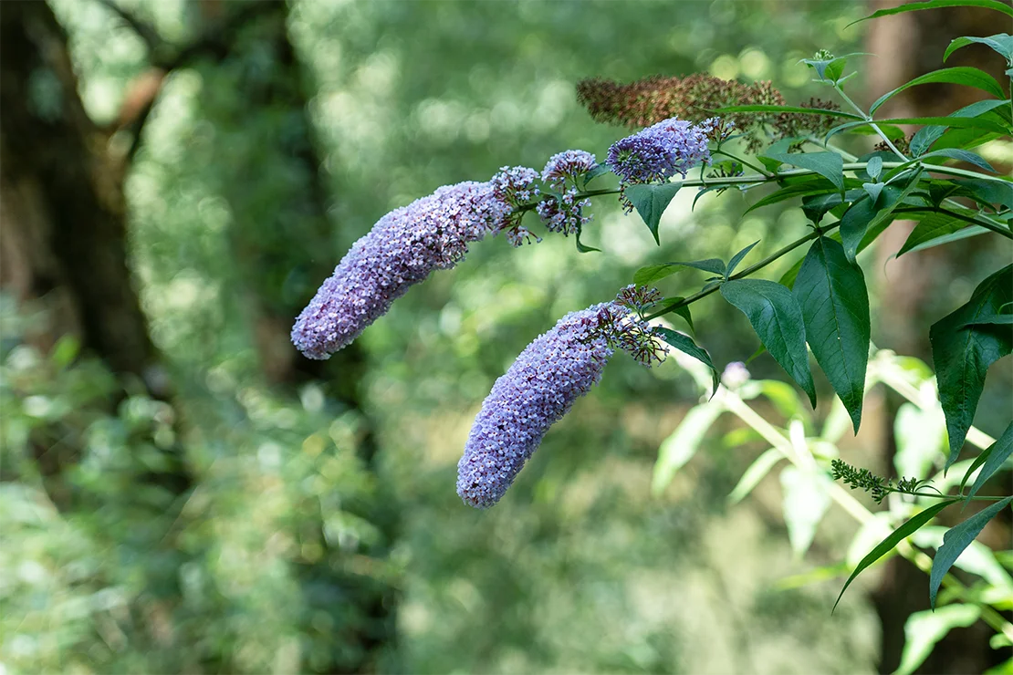 Ein Sommerflieder mit violettfarbenen Blütenrispen ragt von der rechten Seite ins Bild. Im Hintergrund sind Baumstämme und lichte Gebüsche zu sehen. Foto: AdobeStock_Pavel Iarunichev