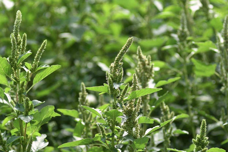 Amaranth: Tipps zu Aussaat, Standort und Verwendung | GartenFlora