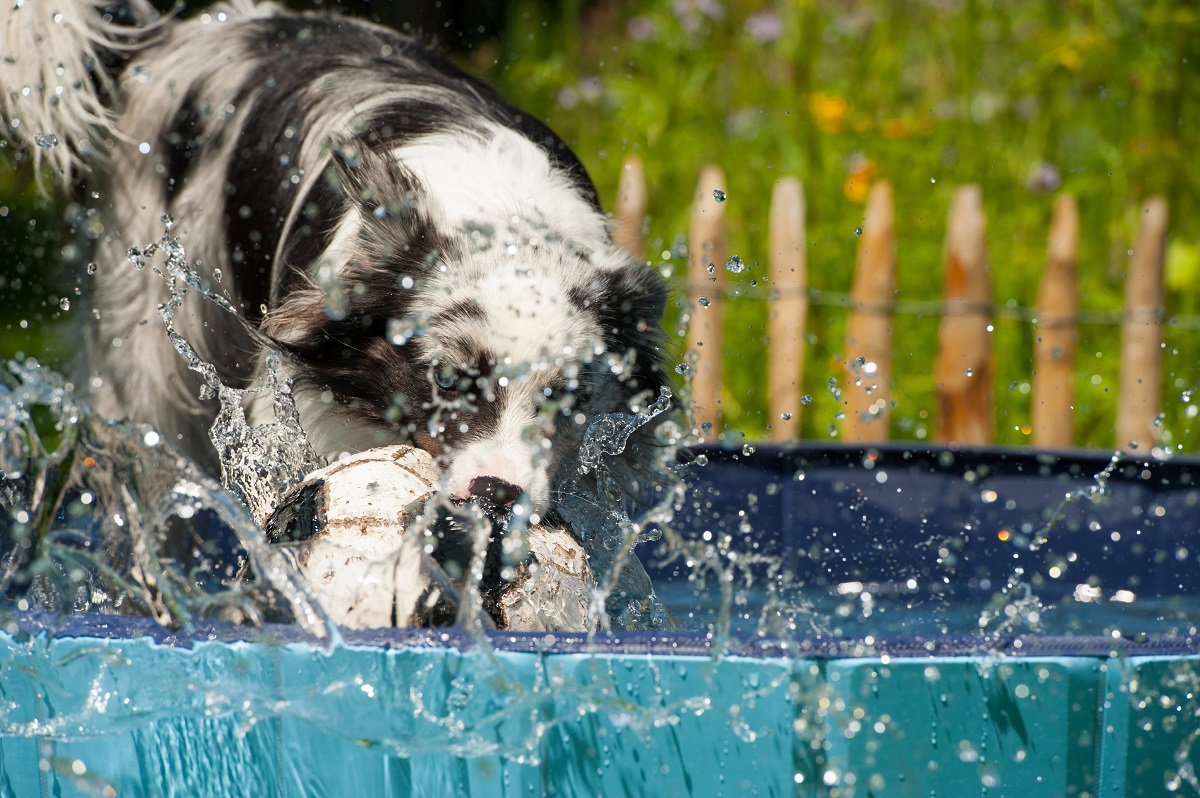 Hunde abkühlen bei Hitze Cool bei hohen Temperaturen GartenFlora
