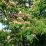 Krone des Seidenbaums mit Blättern und Blüten. Foto: AdobeStock_evbrbe