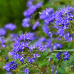 Blaue Blüten der Bartblume. Foto: AdobeStock_Lancan