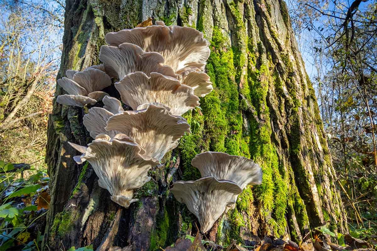 Austernpilze an einem Baum – Pilze im Garten kultivieren [Foto: AdobeStock_Jaroslav Machacek]