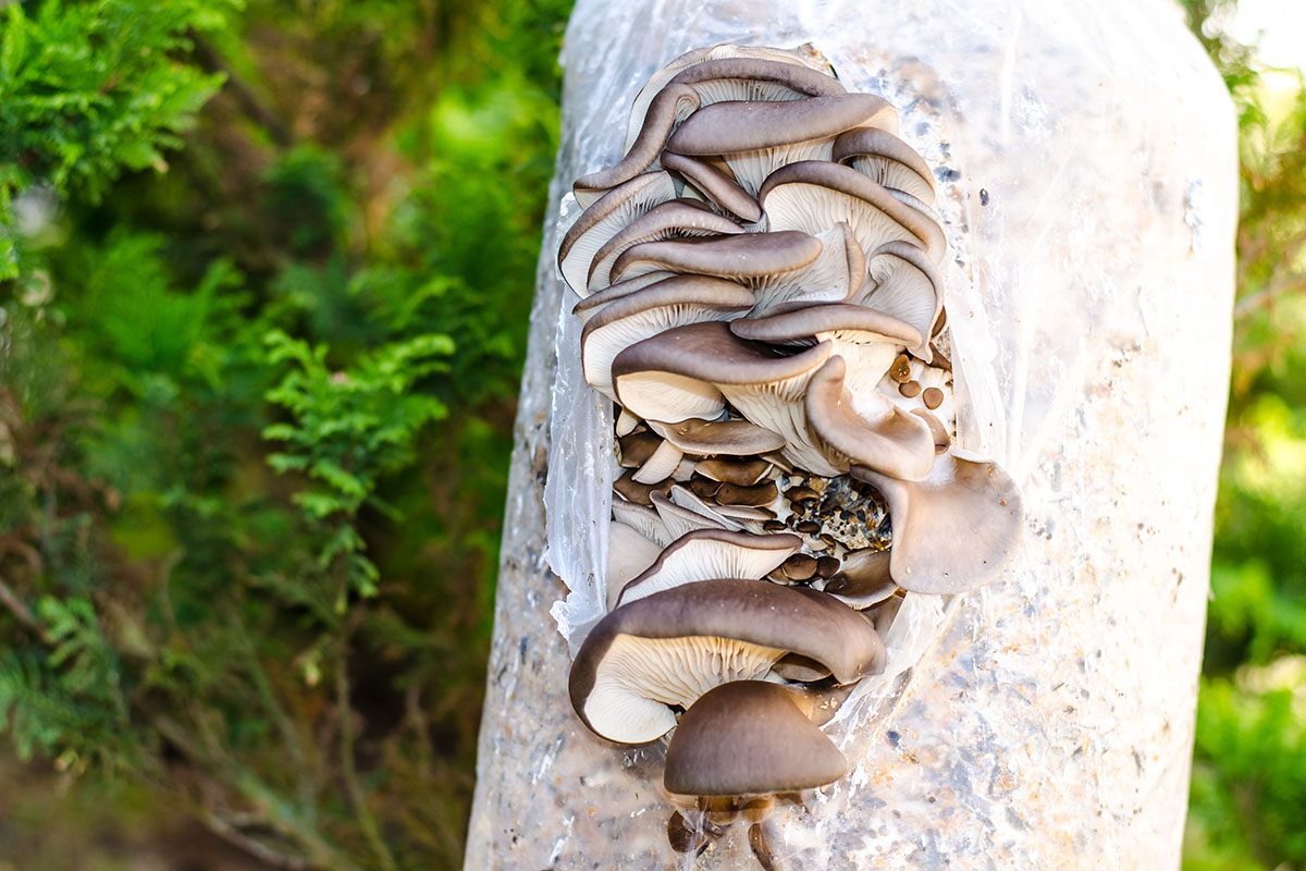 Austernseitlinge wachsen aus Folienbeutel Foto: AdobeStock_ArtCookStudio