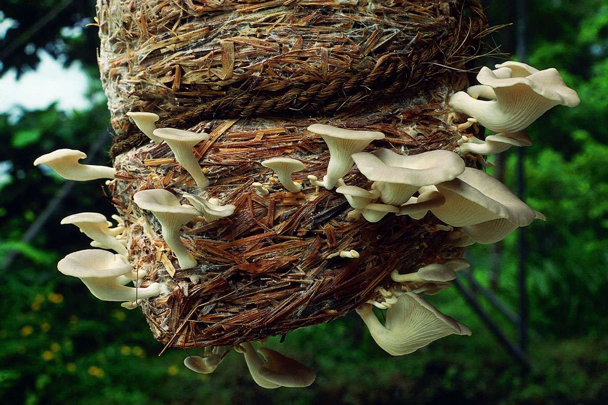 Pilze im Garten Foto: AdobeStock_RealityImages