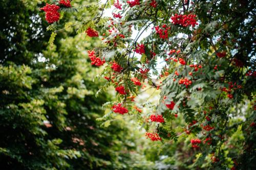 Eine Eberesche mit vielen roten Vogelbeeren. Foto: AdobeStock_Marinesea