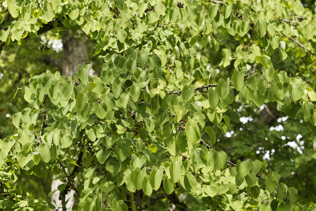 Geäst und grüne Blätter des Lebkuchenbaums. Foto: AdobeStock_Marc