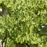 Geäst und grüne Blätter des Lebkuchenbaums. Foto: AdobeStock_Marc