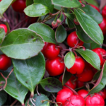 Rote Früchte der Scheinbeere. Foto: AdobeStock_ChrWeiss