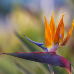 Blüte der Paradiesvogelblume. Foto: AdobeStock_AnnaReinert