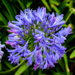 Blaue Agapanthus-Blüte. Foto: AdobeStock_Cássio de Holanda