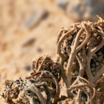 Rose von Jericho wächst in der Wüste [Foto: AdobeStock_Sarit Richerson]