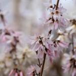 Weißrosa Blüten der Schneeforsythie. Foto: AdobeStock_ToriNim