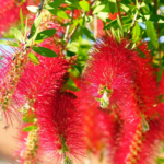 Rote Blüten des Zylinderputzers