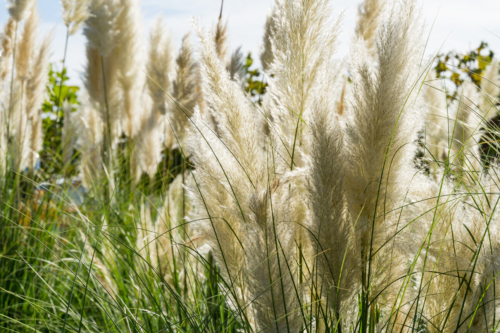 Pampasgraswedel vor blauem Himmel. Foto: AdobeStock_MarinoDenisenko