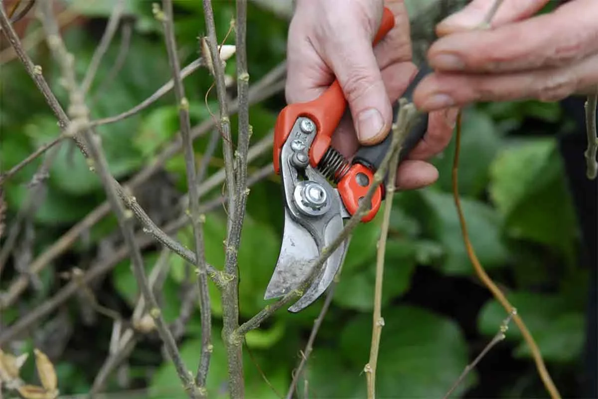 Hibiskus wird mit einer Gartenschere geschnitten [Foto: GartenFlora/Christian Gehler]