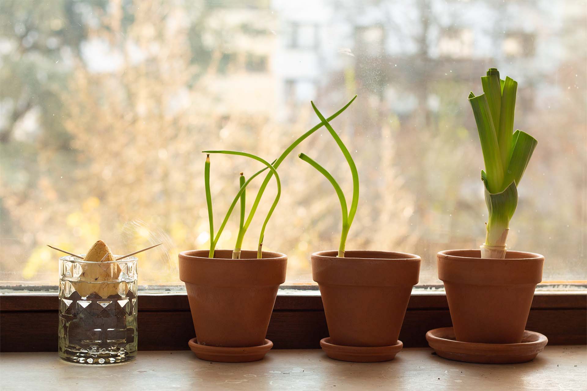 Regrowing: Gemüse Nachwachsen Lassen | GartenFlora