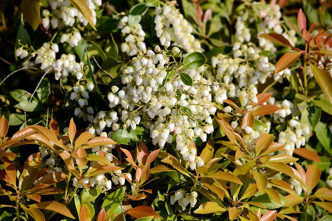 Lavendelheide mit bronzegrünem Austrieb und weißen Blüten. Foto: AdobeStock_ふわしん