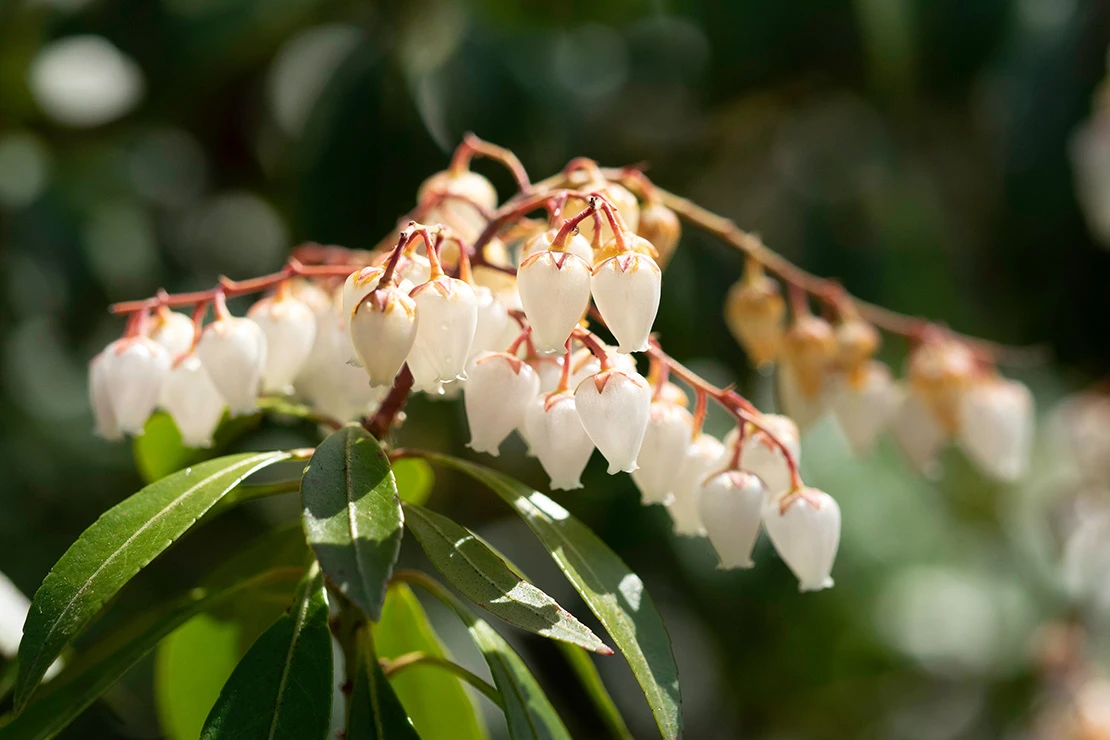 Nahaufnahme weiße Lavendelheideblüten. Foto: AdobeStock_Taro Shimizu