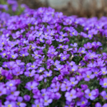 Kleine blaue Blüten am Blaukissen. Foto: AdobeStock_hugin1