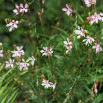 Blühende Prachtkerzen mit filigranen Trieben und dünnen lanzettlichen Blättern. Die Blüten sind in einem hellen Rosa und stehen endständig. Foto: AdobeStock_Natalia