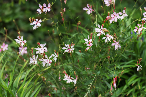 Blühende Prachtkerzen mit filigranen Trieben und dünnen lanzettlichen Blättern. Die Blüten sind in einem hellen Rosa und stehen endständig. Foto: AdobeStock_Natalia