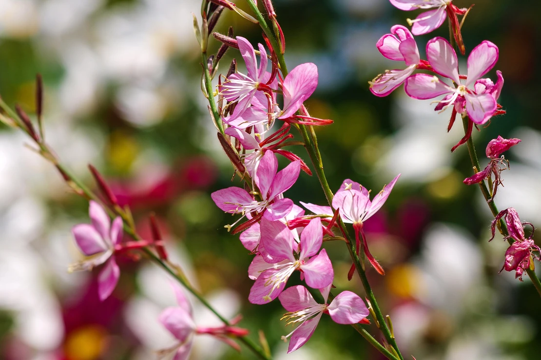 Pinke Blüten einer Prachtkerze in der Nahaufnahme. Foto: AdobeStock_Marc