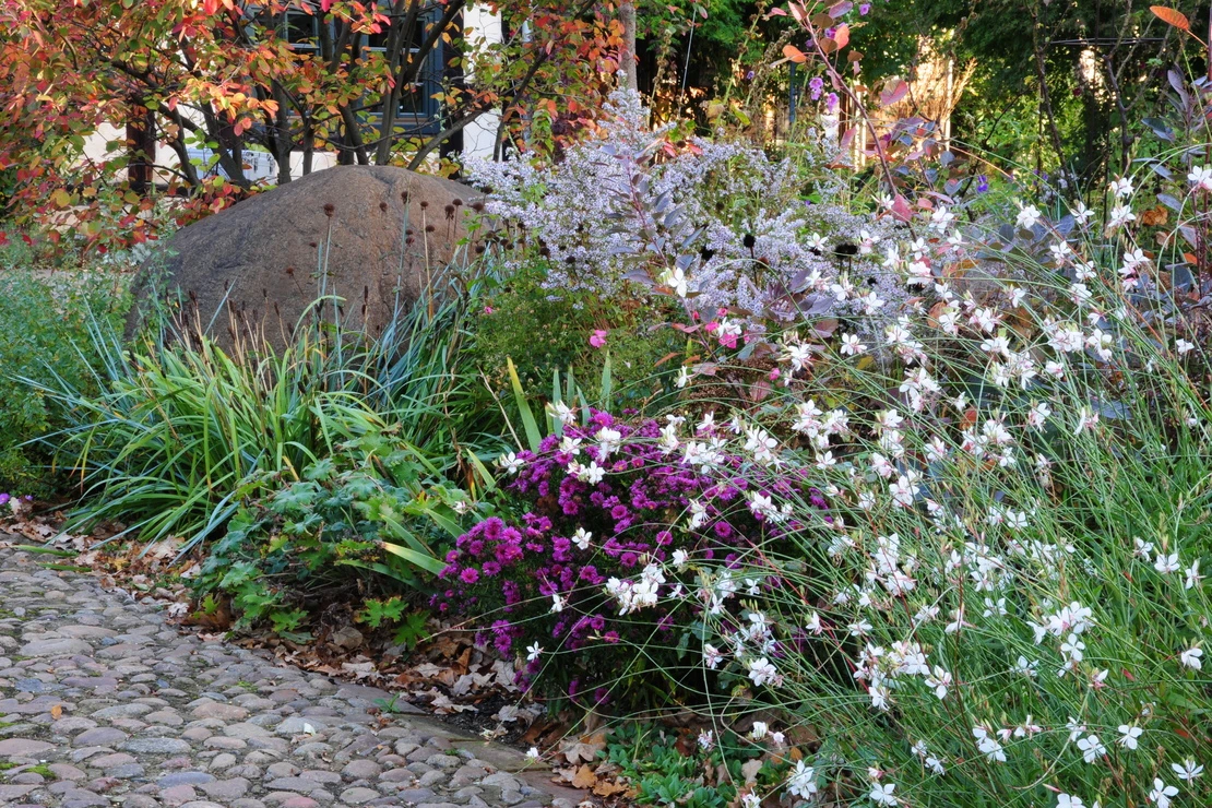 Blühende Prachtkerzen im Vordergrund eines Staudenbeetes. Im Vordergrund ein Weg aus Pflastersteinen. Foto: © GartenFlora/Christian Gehler