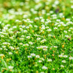 Nahaufnahme eines blühenden Sternmooses. Viele kleine weiße Blüten auf frischgrünen Stielen und zierlichen Blättern.