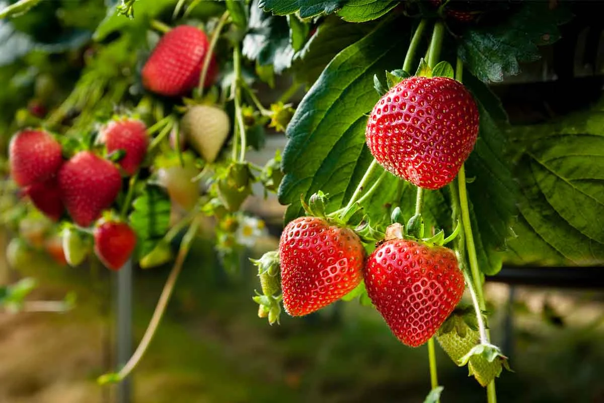Reife Erdbeeren liefern gute Samen [Foto: AdobeStock_Cornfield]