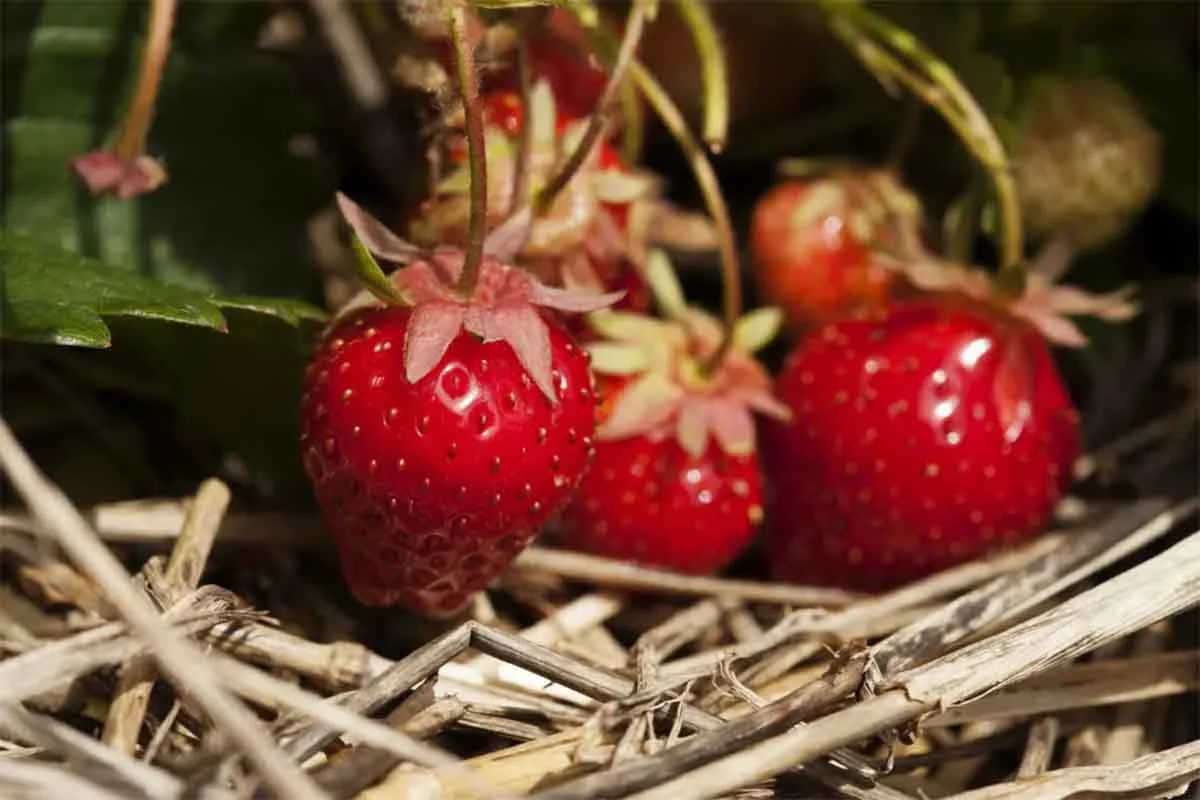Erdbeeren liegen auf Strohschicht auf. Diese schuetzt vor Verschmutzungen und Krankheiten. [Foto: AdobeStock_stryjek]