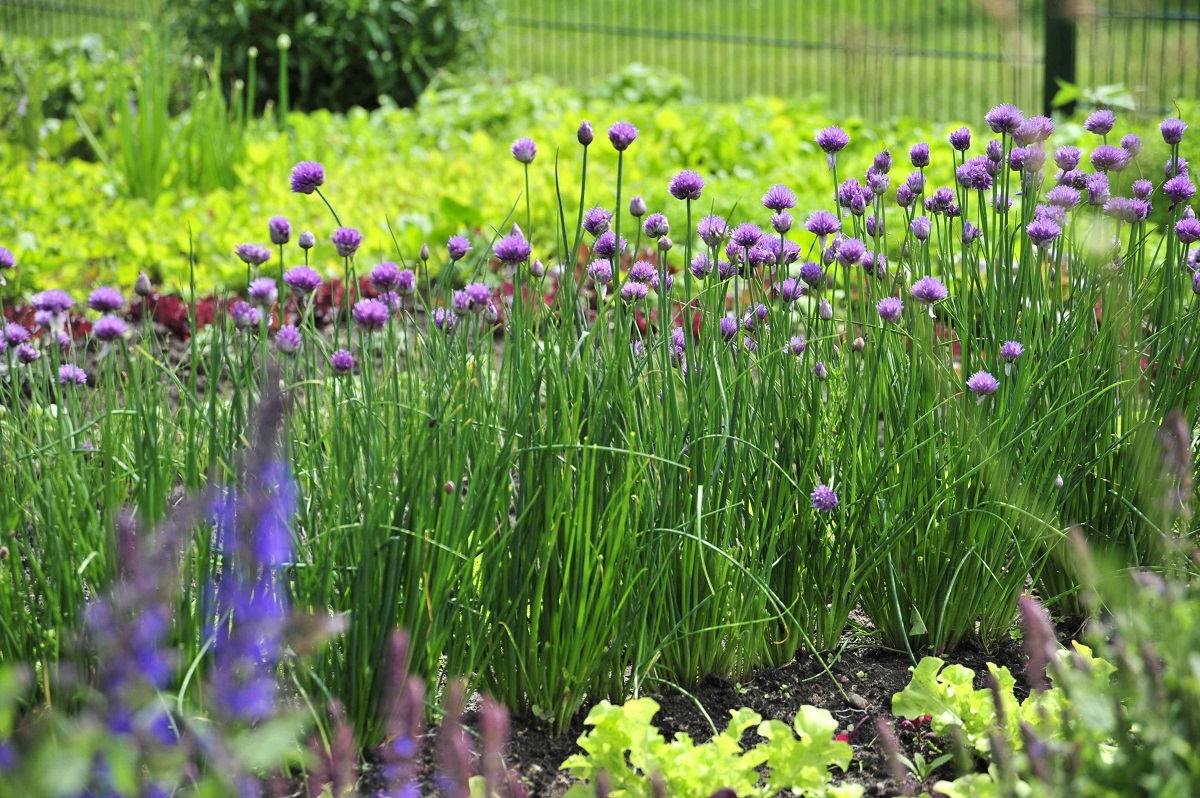 Schnittlauch: Köstlichkeit und Zierde im Beet | GartenFlora