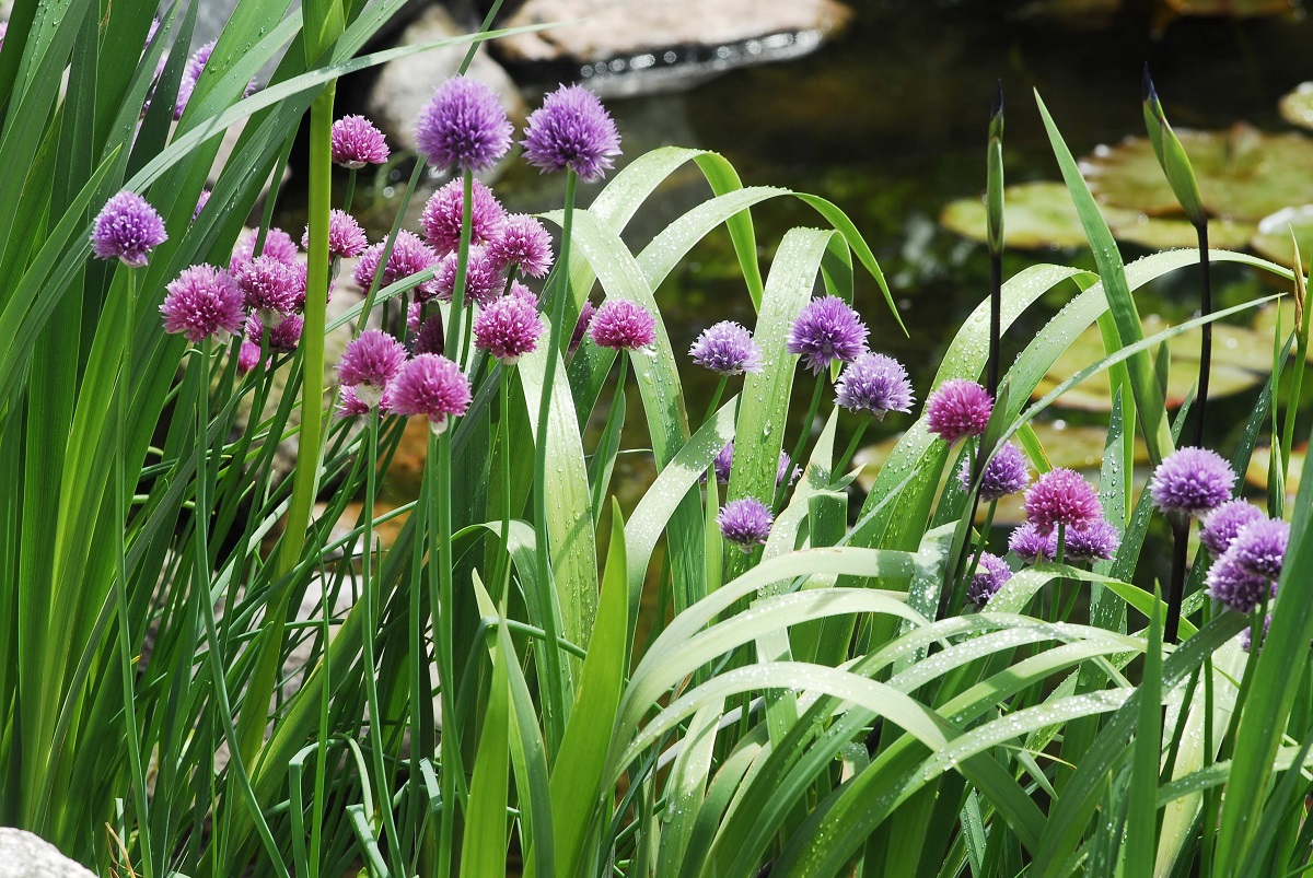 Schnittlauch: Köstlichkeit und Zierde im Beet | GartenFlora