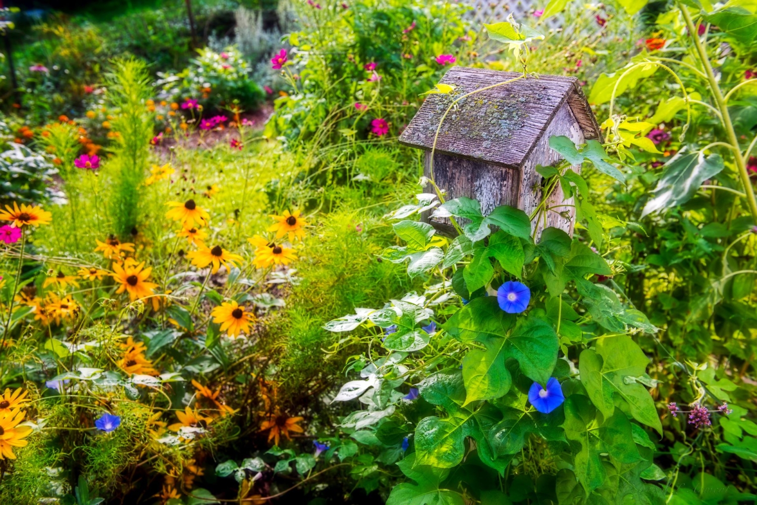 Vogelfreundlicher Garten: Fünf Experten-Tipps | GartenFlora