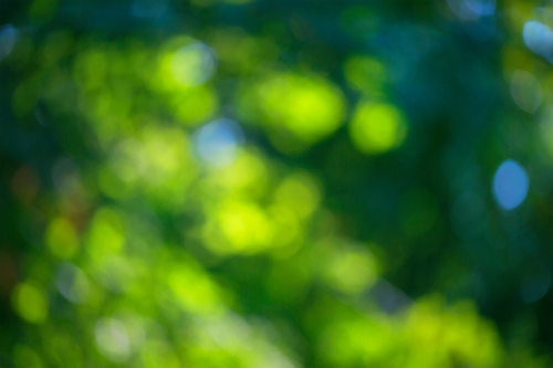 Verschwommenes Bild von einem Baum im Sommer. Foto: AdobeStock_TheFarAwayKingdom