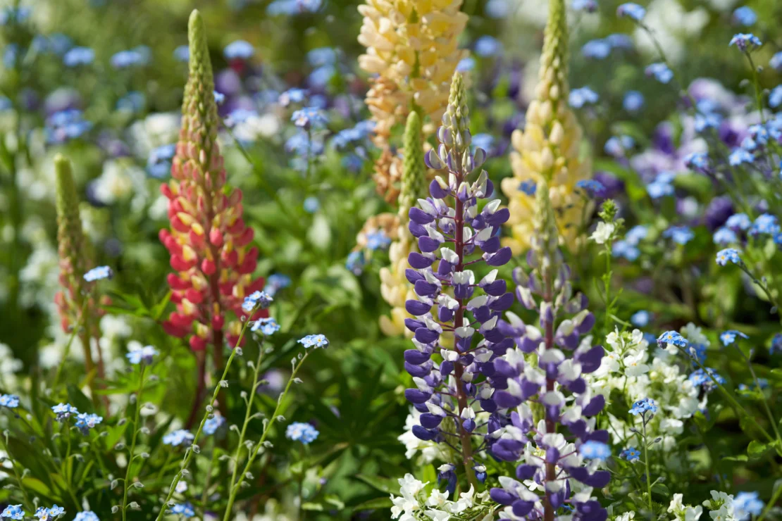 Lupinen mit großen Blütenrispen in verschiedenen Farben. Dazwischen wachsen Vergissmeinnicht. Foto: AdobeStock_GS Planning