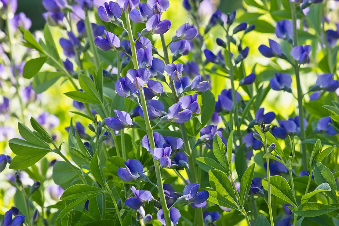 Indigolupinen mit blauen Blüten. Foto: AdobeStock_tillottama