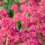 Blüten der Roten Spornblume. Foto: AdobeStock_M. Schuppich