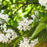 Weiße Glockenblumen am Trompetenbaum im Sommer. Foto: AdobeStock_perminoffa