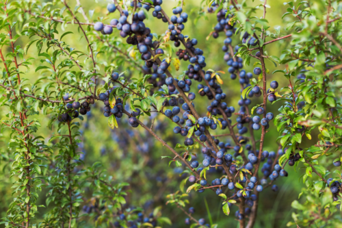 Eine Schlehe mit vielen aufrechten Trieben, die mit zahlreichen blaue Beerenfrüchte behangen sind. [Foto: AdobeStock_ihorhvozdetskiy]