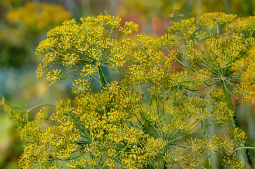 Gelb bluehender Dill auf einer Wiese – hier wurden mehrere Pflanzen aus der Nähe fotografiert. [Foto: AdobeStock_Flower_Garden]